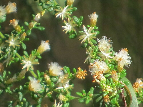 Image of Olearia microphylla by (c) ian_mcallan, some rights reserved (CC BY)
