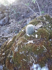 Mammillaria densispina