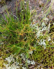 Cuscuta harperi