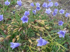 Campanula chamissonis