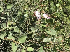 Capparis
