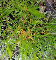 Cuscuta harperi