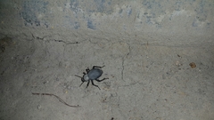 Trachyderma philistina