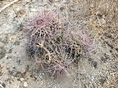 Mammillaria mystax