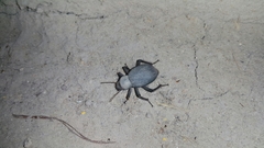 Trachyderma philistina