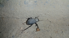 Trachyderma philistina