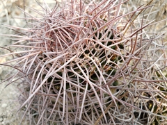 Mammillaria mystax