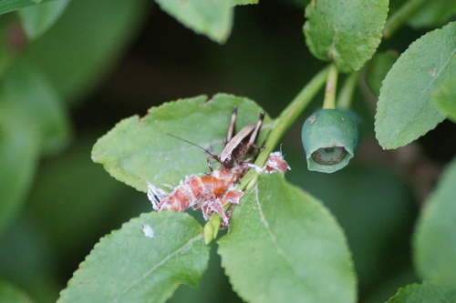 Dark Bush-cricket, Berg en Dal, Netherlands, photo 6 of 10