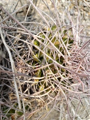 Mammillaria mystax