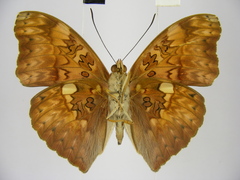 Cymothoe excelsa regisleopoldi