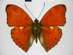 Cymothoe excelsa regisleopoldi