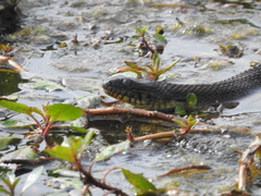 Nerodia rhombifer