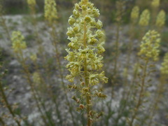 Reseda lutea