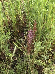 Orobanche pubescens