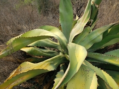Agave marmorata