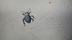 Trachyderma philistina