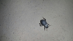 Trachyderma philistina