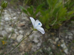 Linum bienne