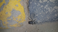 Trachyderma philistina