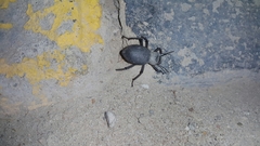 Trachyderma philistina