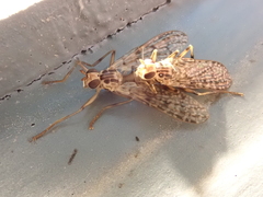 Boreothrinax maculipennis