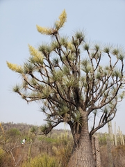 Beaucarnea