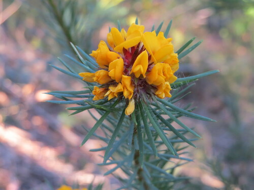 Image of Pultenaea stipularis by (c) ian_mcallan, some rights reserved (CC BY)