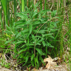 Epilobium parviflorum