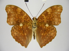 Cymothoe excelsa regisleopoldi