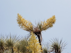 Beaucarnea
