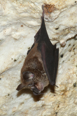 Rhinolophus deckenii
