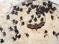 Rhinolophus deckenii