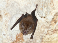 Rhinolophus deckenii