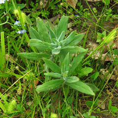 Epilobium parviflorum