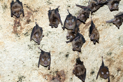 Rhinolophus deckenii