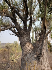 Beaucarnea