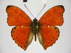 Cymothoe excelsa regisleopoldi