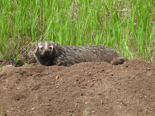 American Badger photographed in Minnesota