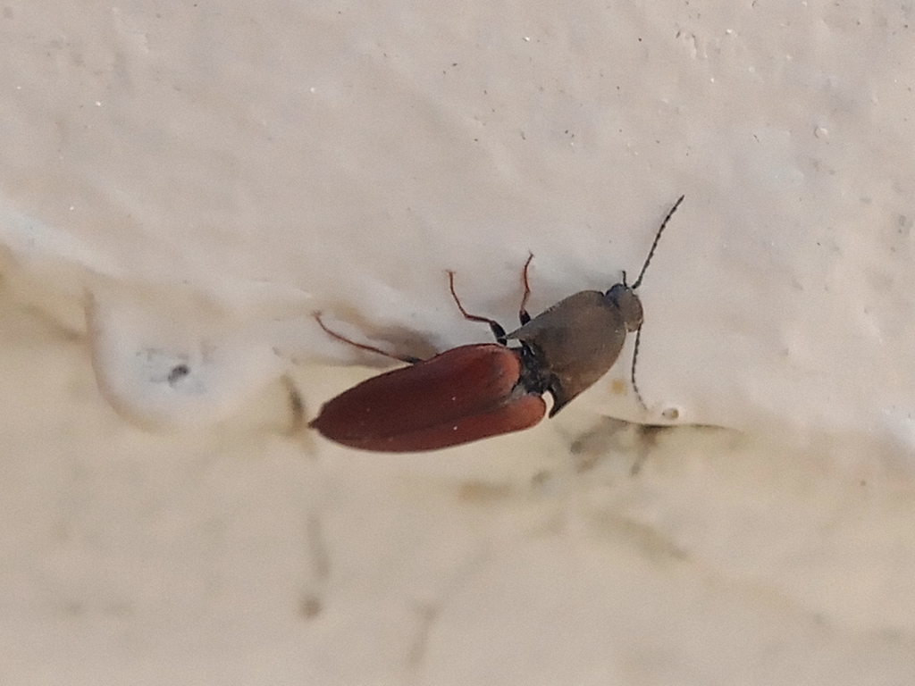 Sericus sulcipennis