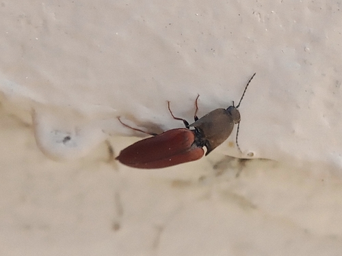 Sericus sulcipennis