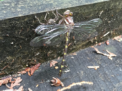 Cordulegaster bilineata