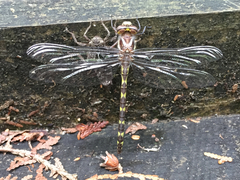 Cordulegaster bilineata