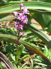 Orchis quadripunctata