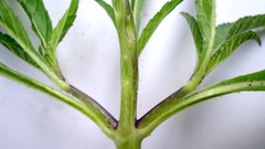 Stachytarpheta angustifolia