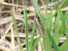 Crambus laqueatellus
