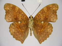 Cymothoe excelsa regisleopoldi