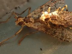 Boreothrinax maculipennis