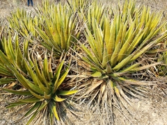 Agave triangularis