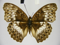 Cymothoe excelsa regisleopoldi