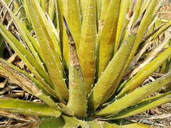 Agave triangularis